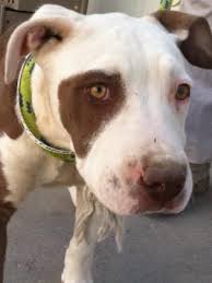 6 Month American Pitbull Terrier Black And White Pin On Pups And All Precious Animals That Need Help