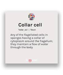 Collar Cell Definition In 2020 Cell Definition Nouns New Words In English