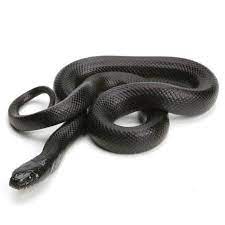 Pin By Lynda Renee On Calis And Mexicans Pet Snake Mexican Black Kingsnake Reptile Snakes