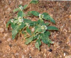 Image result for Mitracarpus