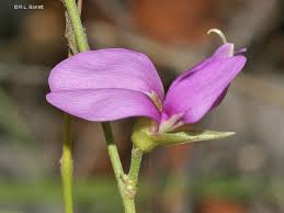 Image result for Galactia