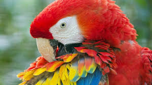 Maybe you would like to learn more about one of these? Birds Backgrounds Free Download Pixelstalk Net