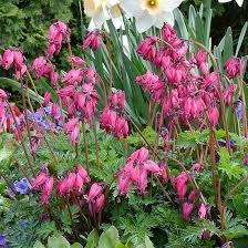The Best New Shade Perennials For 2014 Shade Perennials Shade Flowers Perennials
