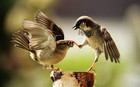 shut ya beak lol cute pet birds animal wallpaper beautiful birds
