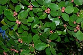 Image result for Fuirena microcarpa