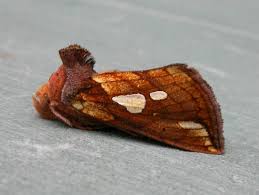 Image result for Plusia putnami