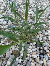 Image result for Eragrostis botryodes