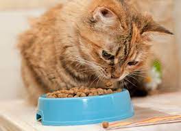 Free Feeding Versus Meal Feeding Is One Method Better For Your Cat Dog Food Recipes Healthy Cat Food Canine Food