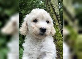 pudel kaufen und verkaufen edogs de