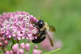 They are the large bees that seem to carpenter bees like to live in wood, like old rotten fences. How To Identify And Get Rid Of Carpenter Bees Dengarden