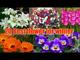 Check spelling or type a new query. Flowers Names For Kids A To Z Bdkids By Bdkids