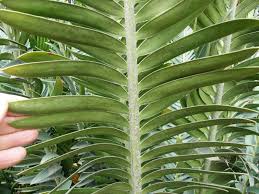 Image result for Encephalartos turneri
