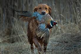 Get this free breed specific training course to have a happy & healthy dog at home. Golden Retriever Dog Breed Information