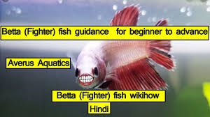Fighter Fish Guide From Beginners To Advance Hindi Avreus Aquatics Part 1 Youtube