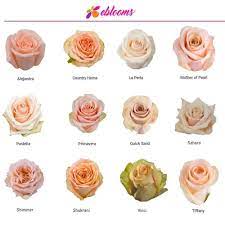 Country Home Peach Rose Variety Ebloomsdirect Rose Varieties Peach Roses Wedding Flower Types