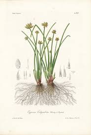 Image result for Cyperus colymbetes