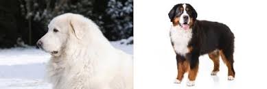 Check spelling or type a new query. Great Pyrenees Vs Bernese Mountain Dog Breed Comparison