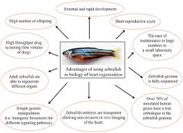 What is blood stem cell transplantation? Frontiers Zebrafish As A Smart Model To Understand Regeneration After Heart Injury How Fish Could Help Humans Cardiovascular Medicine
