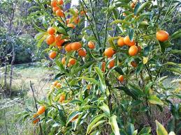 Kumquats This Fruit Is Particularly Good For Cooking Because Of Its Unusual Flavor This Small Oval Shaped Citrus Frui Fruit Plants Kumquat Tree Fruit Trees
