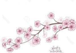 Cherry Blossom Flower Branch Drawing Cherry Branch In Blossom Isolated On A White Decorative Spring Branch Drawing Cherry Blossom Flowers Flower Branch