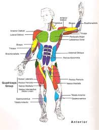 In the diagrams below, i'll be showing muscle groups in color, with a black line to show the forms that would show through the skin (i also show protruding bones that would do the same). Human Muscles Diagram For Kids Black And White Muscular System Diagram Label Muscles Worksheets Are Students Work The Muscular System Muscle Phys Semisharings