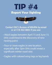 Image result for Malacca Blue 1989 Eagle