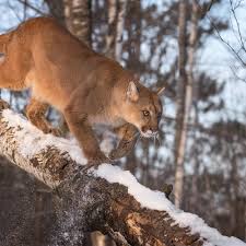 In kanada dringen die tiere immer öfter in dicht besiedelte gebiete vor. Der Nordamerikanische Puma Uber Jagdmoglichkeiten