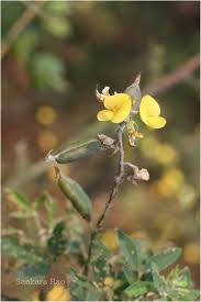 Image result for Crotalaria micans