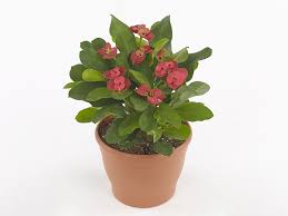 Image result for Euphorbia glanduligera
