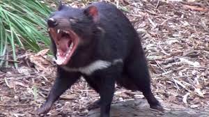 We did not find results for: Animal Sounds Tasmanian Devil Growls Youtube