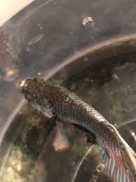 Betta Fish Help My Baby Is Pineconing Is There Anything I Can Do To Save Him In 2020 Betta Fish Betta Fish