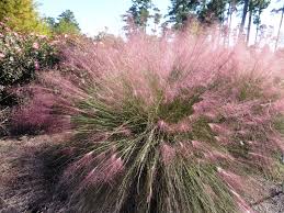 They grow from the base of the tussock and can reach 12 feet in height. In The Garden Pampas Grass Vines Black Berry Vines And More