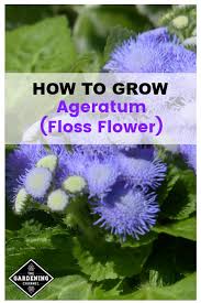 How To Grow Ageratum Floss Flower Gardening Channel
