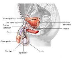 We did not find results for: Struktur Organ Penyusun Sistem Reproduksi Pada Laki Laki