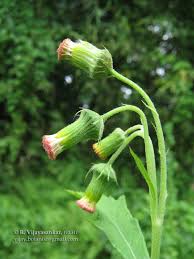 Image result for Crassocephalum crepidioides
