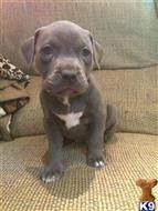 If you require a pup with breeding rights or for show quality with a top pedigree then expect to pay from $3,800 upwards to $10,000 or even more. American Pit Bull Puppies For Sale In New York