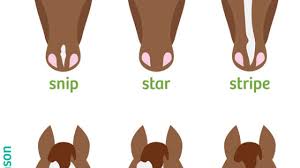 chart equine face and leg markings horse illustrated