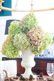 Blooms occur on current season's growth, ensuring reliable flowering. How To Dry Limelight Hydrangeas Southern Hospitality
