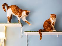 Welcome to paper tree in san francisco's japantown. The 14 Best Cat Cafes Around The World Conde Nast Traveler