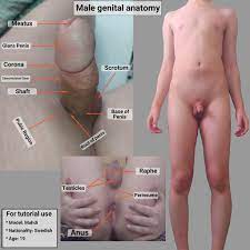 File:Male penis anatomy.jpg - Wikimedia Commons