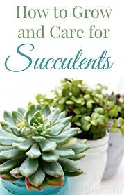 How To Grow And Care For Succulents Succulents Planting Succulents Succulent Gardening