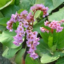 In the fall and winter, bergenia leaves take on attractive red and purple tones. Bergenia Crassifolia Garten Center Jardinitis