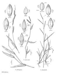 Image result for Urochloa panicoides