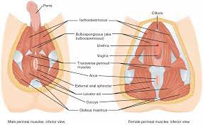 But in actuality there are 4 separate muscles that contribute to your overall abdominal development. Axial Muscles Of The Abdominal Wall And Thorax Anatomy And Physiology I