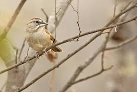 Image result for Artabotrys stolzii