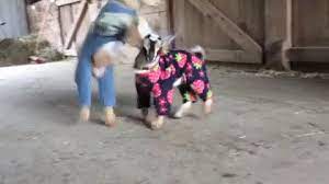 Find gifs with the latest and newest hashtags! Gif Pajamas Ziege Goats In Pajamas Animated Gif On Gifer By Dagdaath