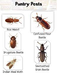 We did not find results for: Small Bugs In Kitchen Drawers Novocom Top