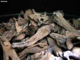 Image result for Craterellus fallax