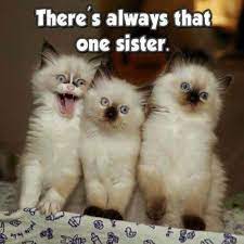 Funny Cat Refrigerator Magnet 3 1 2 X 3 1 2 There S Always That One Sister Funnymemes Catmemes Cutec Cute Funny Animals Funny Cat Photos Funny Cat Pictures