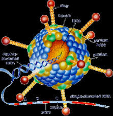 Adenoviruses cause acute respiratory, ocular, and enteric diseases, with significant health concerns for immunocompromised individuals. Https Www Teses Usp Br Teses Disponiveis 42 42132 Tde 24112008 161607 Publico Joselmasiqueirasilva Doutorado Pdf